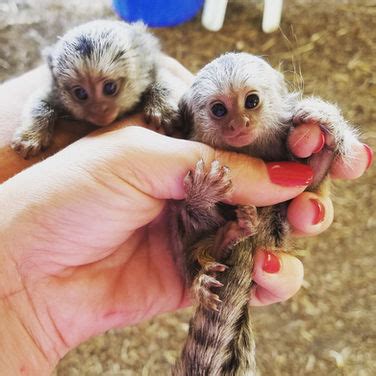 Finger marmoset monkeys are exceptionally smart and intelligent, making them excellent companions. . Finger monkey for sale in pennsylvania